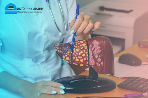 Врач показывает болезни печени на макете